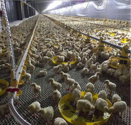 150kg Poultry Feed Line Automatic Broiler Feeding System