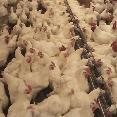 تجهیزات مرغداری تجاری خانه مرغ سیستم پرورش زمینی برای جوجه های گوشتی